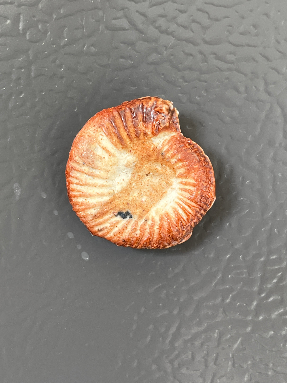 Fossil fridge magnets - handmade ceramic - Charles Lehman