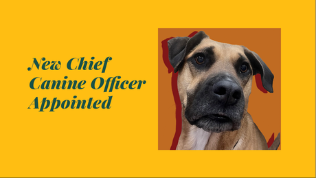 The Sous Chef Appointed As Chief Canine Officer