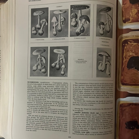 The World Authority The New Larousse Gastronomique book open to pages featuring detailed mushroom illustrations, showcasing culinary insights and recipes.