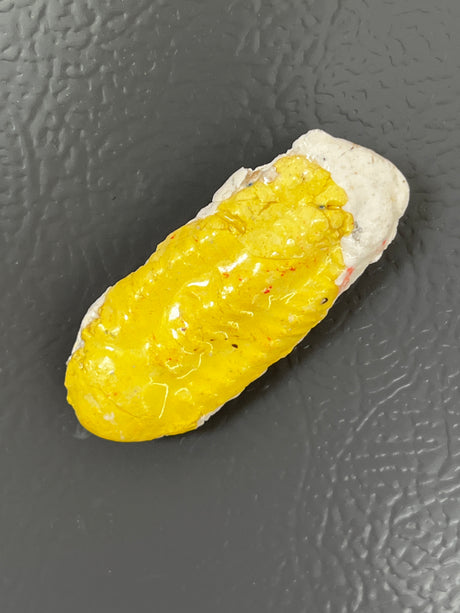 Fossil fridge magnets - handmade ceramic - Charles Lehman