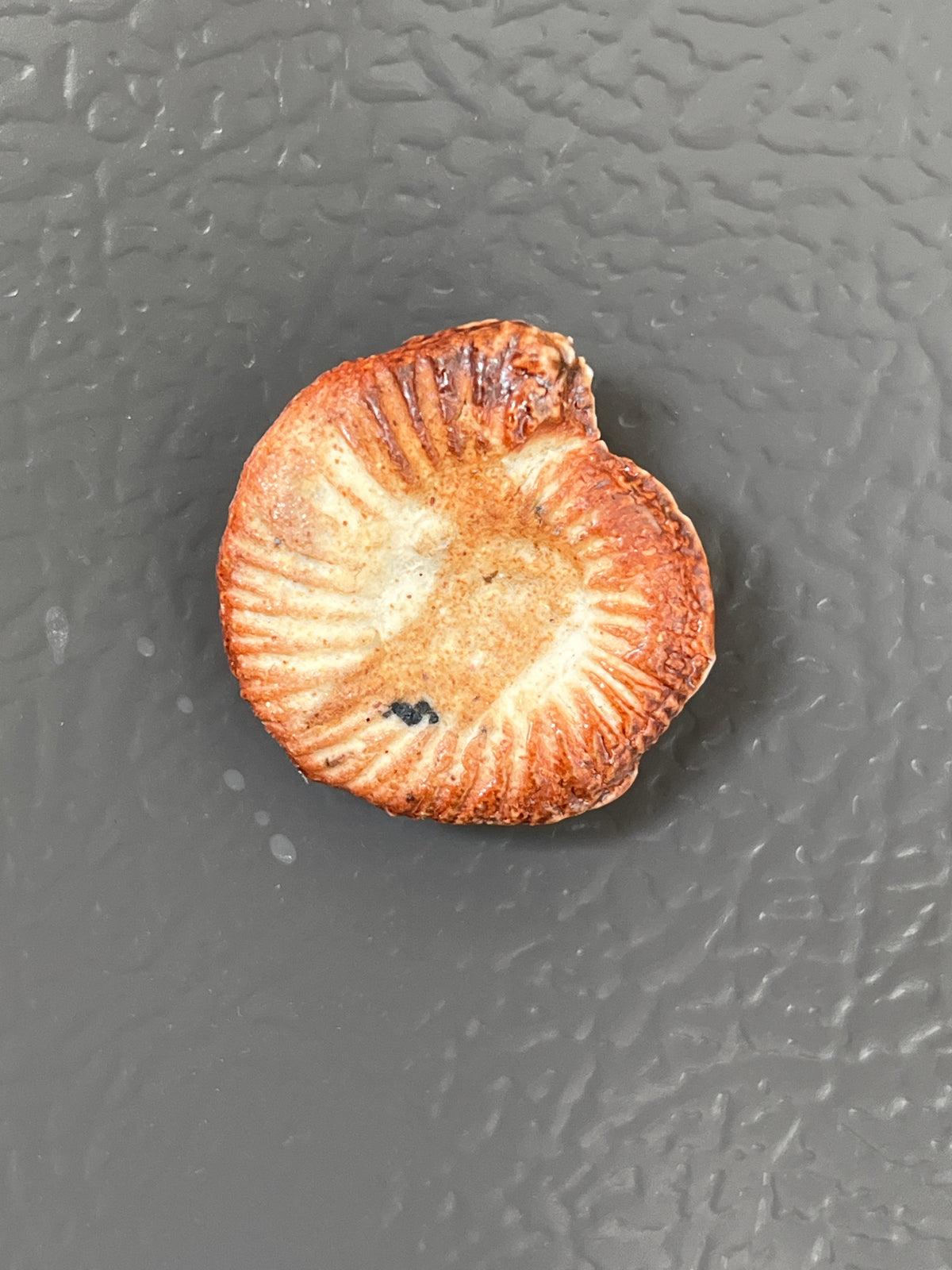 Fossil fridge magnets - handmade ceramic - Charles Lehman