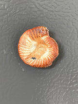 Fossil fridge magnets - handmade ceramic - Charles Lehman