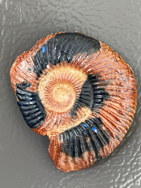 Fossil fridge magnets - handmade ceramic - Charles Lehman